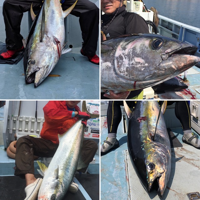 SHIMANO ギンバル　シマノ　オフショア　マグロ ギンバル】【送料無料】シマノ ファイティングギンバル - ホシノ