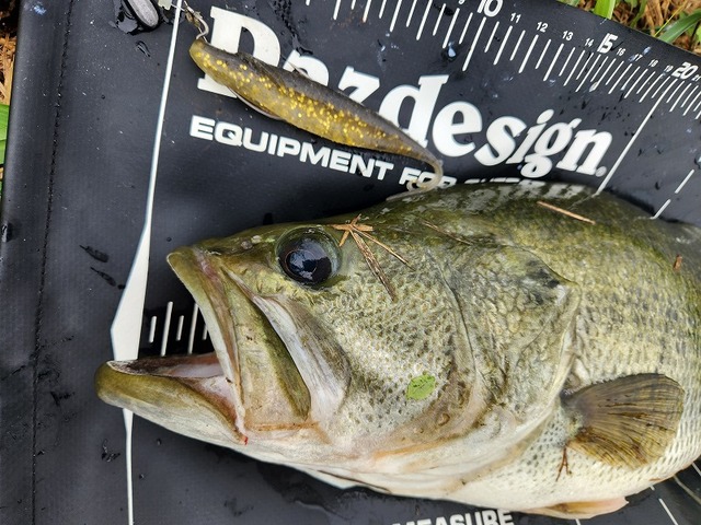 よ*り様 バス釣り引退デプスブルフラットサカマタシャットバークレイマックスセント よ*り様 バス釣り引退デプスブルフラットサカマタシャット