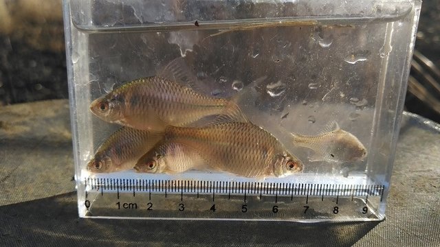 タナゴ3 つり具の上州屋 - あなたのフィッシング＆アウトドアライフをサポート