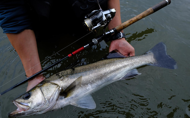 フエルコ XT711ー5s 2024モデル フエルコ XT711-5S 2024年モデル XT711