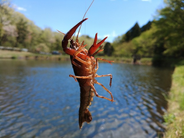 【♥︎】小さな卓上飾り、小動物の釣り、居心地の良い雰囲気に満ちている。 楽天市場】卓上ミニ鯉のぼり [LY-ZS] 室内鯉 長さ約35cm つるし