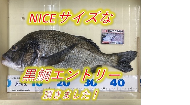Amazon | 郡上 あまご 54 竿 宮田作 別誂 釣り 釣具