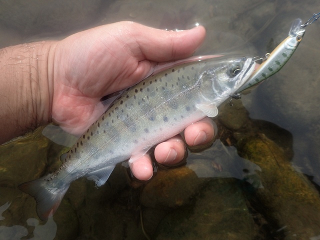 Dコン メテオーラ 美品 未使用品 7個セット つり具の上州屋 - あなたのフィッシング＆アウトドアライフを