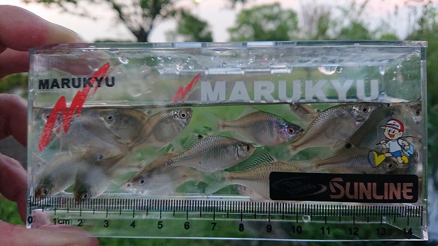 タナゴ2 Amazon | Marufuji(マルフジ) T-071 特選タナゴ糸付針 2号