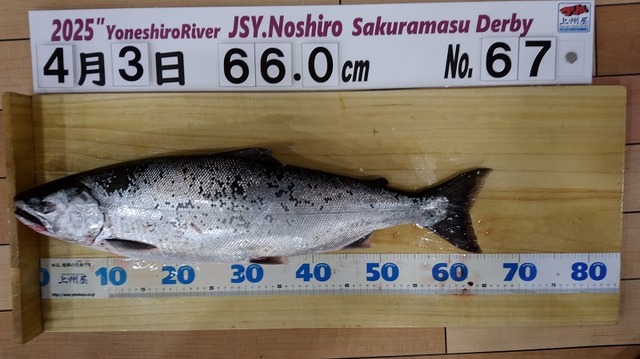 楽天市場】サクラマス 桜鱒 『 【春季限定】春風サクラマス
