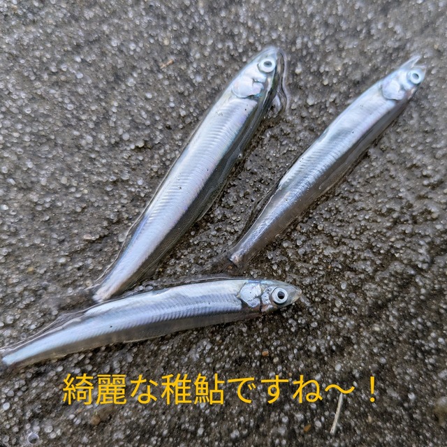 つり具の上州屋 - あなたのフィッシング＆アウトドアライフを