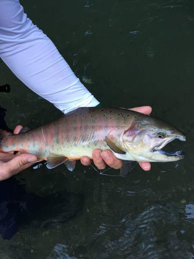 シンドラー　弁慶・重技　3個セット シンドラー 弁慶・重技 3個セット 弁慶のYahoo!オークション(旧