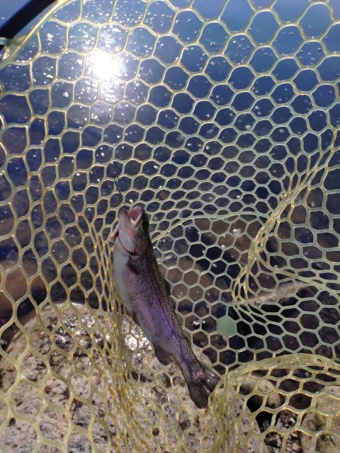 カウントダウンからのやや早引きでイレギュラーアクションで釣るメソッドでキャッチ!SAIGAは表層だけじゃないってのか特徴!