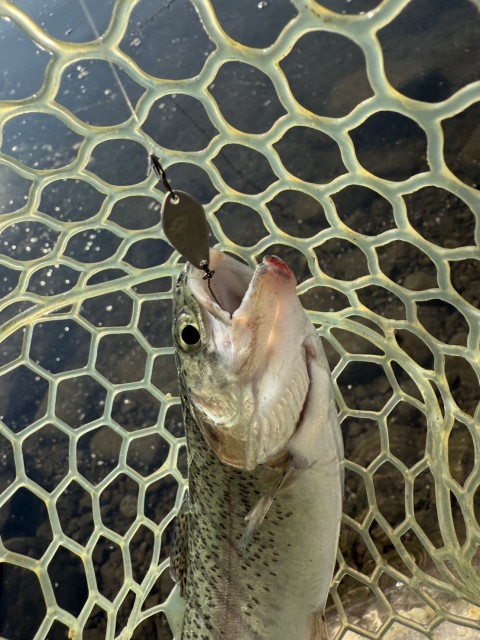 SAIGA表層直下!とても簡単に長くトレースできるスプーンです!