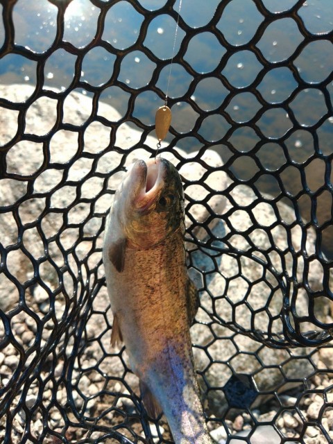 カウントダウンからのリトリーブで軌道変化でスイッチいれる釣り方も楽しい!