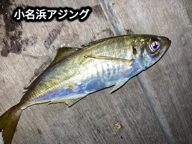 ハトリーズ　ザラヤッコ ハトリーズ ザラヤッコ | ランブルフィッシュのブログ ☆ 今日の