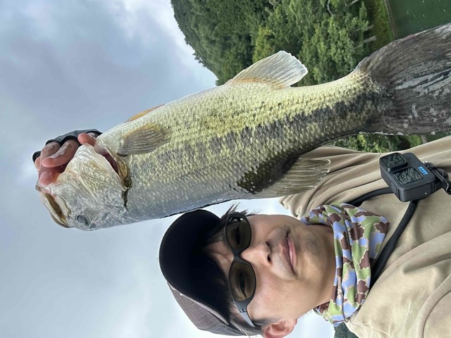 美品✨エンフォルド　現行　スクエア型プルオーバー　コショウイロ　38　タイ 美品✨エンフォルド 現行 スクエア型プルオーバー コショウイロ