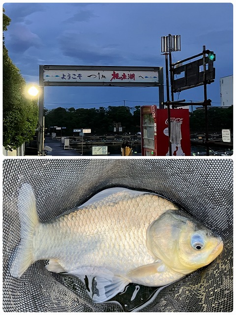 新品未使用　ウッドノブ　ハンドルノブ　山女魚　岩魚　平型　ガンメタ　黄金樟の根 ウッドノブ ハンドルノブ 山女魚 岩魚 平型 ガンメタ 黄金樟の根