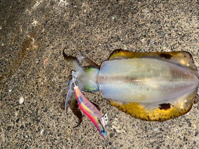 エメラルダス　まーさん専用 エメラルダス まーさん専用 エメラルダス まーさん専用