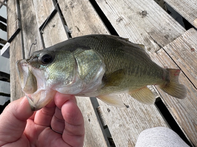 ソウルズ シビヤマ200 イナダ SOULS ソウルズ SHIBIYAMA 200-95G イナダ 杜の家ブルック 通販