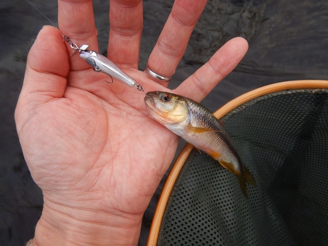 つり入門 Amazon | つり具TEN 海上釣り堀入門 完全セット PEライン付（竿