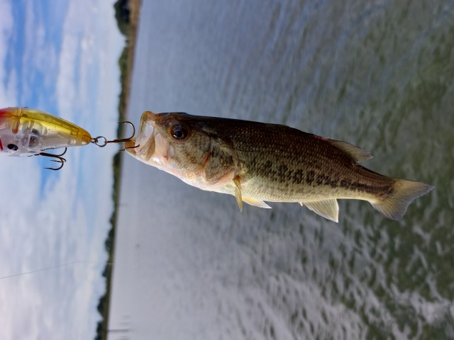 高速引きの方が反応多く有りました