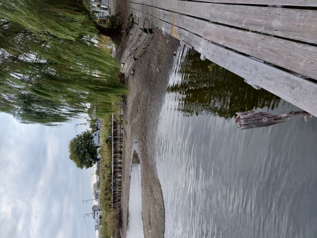 減水の感じです。2日の釣行会で釣り堀とまで言われたヒットポイントも陸地になってます。