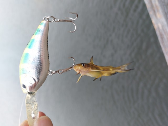 ナマズの赤ちゃんかと思ったらギギでした!これ触っちゃいけないやつですね~