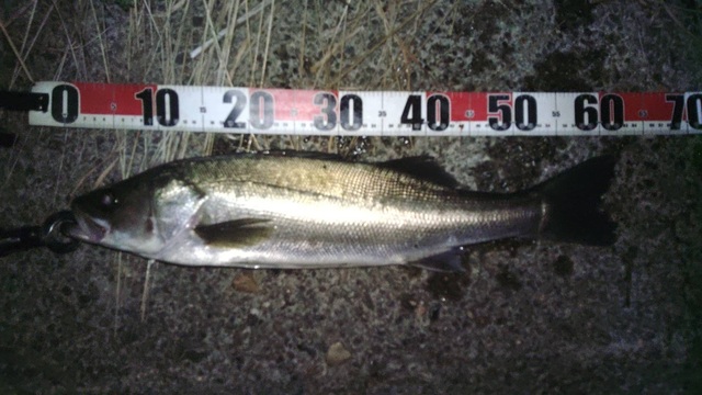 ttt様　公魚　ハンドメイドロッド　35cm胴調子（極軟）　2本セット ダイワ 船竿 極鋭マゴチ 216(ベイト 2ピース): 釣具の