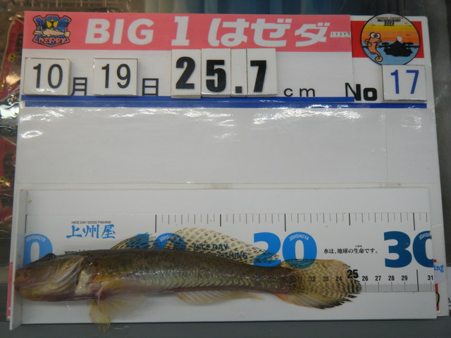 疾風　威龍　2本セット 疾風穂先「威龍」 ピンクドラゴン” | ワカサギ電動リール 疾風