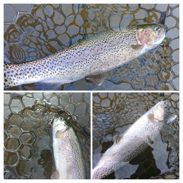 シモツケMJB SMV-340CW フィッシングベスト LLブラック/オレンジ Amazon | シモツケ(Shimotsuke) SMV-340CW MJB メジャーブラッド