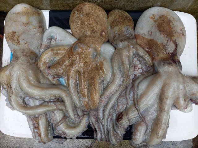 タコ Amazon.co.jp: シュライヒ ワイルドライフ タコ フィギュア 14768