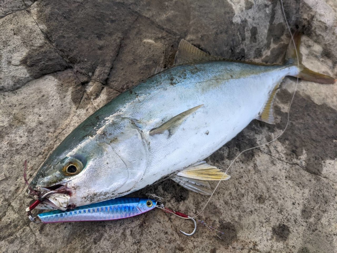 横須賀佐島店の釣り情報｜つり具の上州屋 - あなたのフィッシング