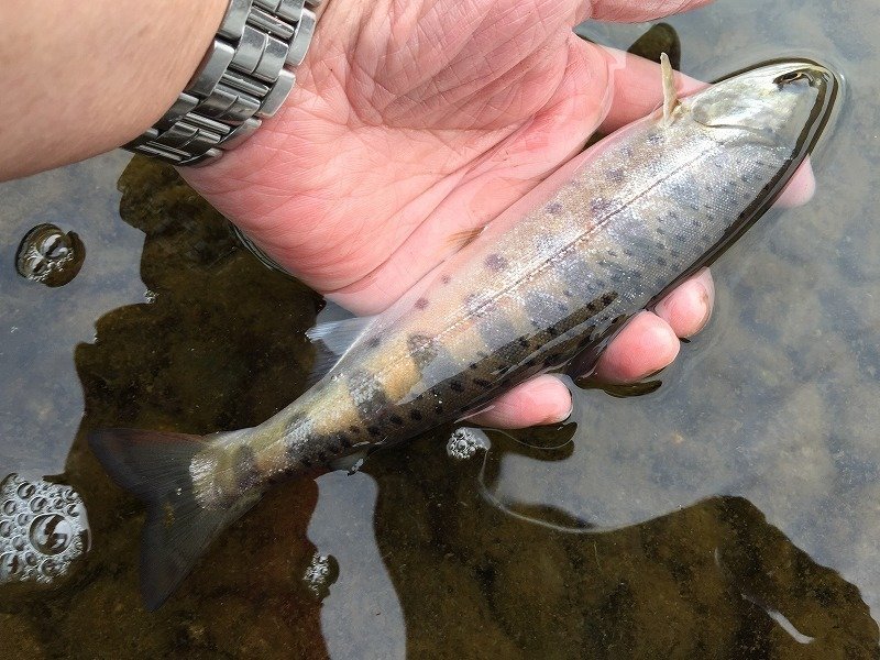 上州屋釣り情報｜つり具の上州屋 - あなたのフィッシング＆アウトドア