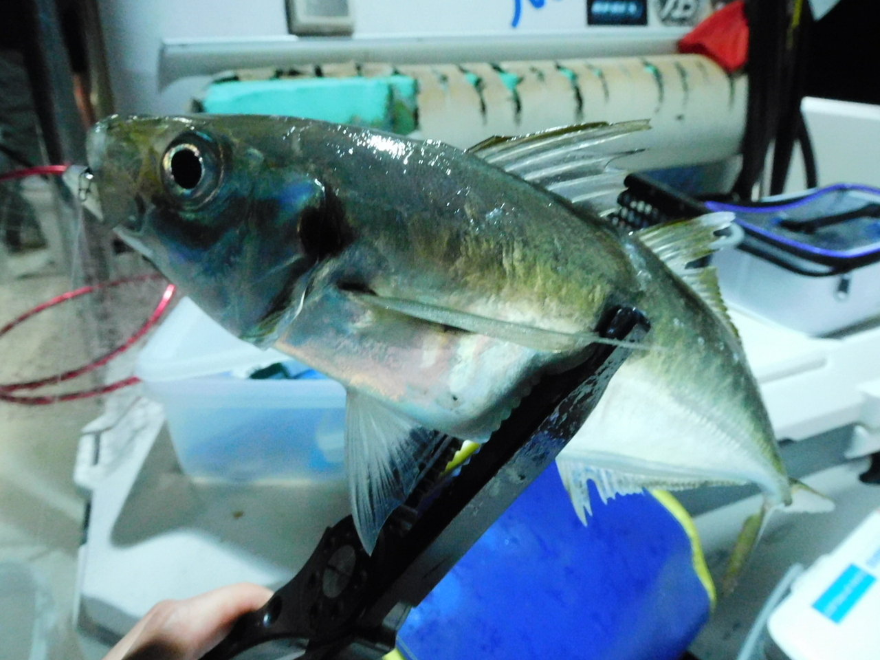 新潟赤道店の釣り情報｜つり具の上州屋 - あなたのフィッシング＆アウトドアライフをサポート