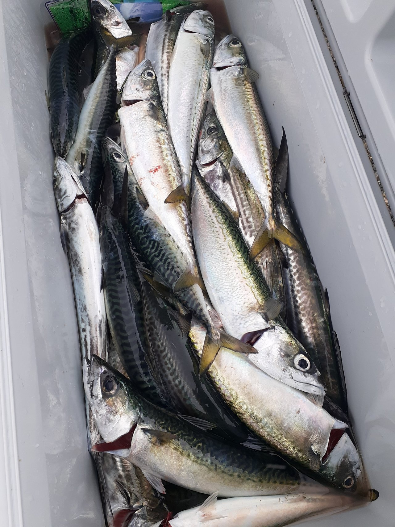 新潟赤道店の釣り情報｜つり具の上州屋 - あなたのフィッシング＆アウトドアライフをサポート