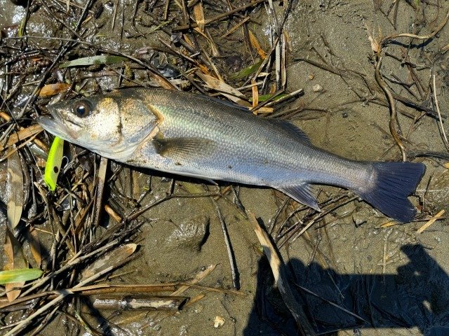 溝ノ口店の釣り情報｜つり具の上州屋 - あなたのフィッシング