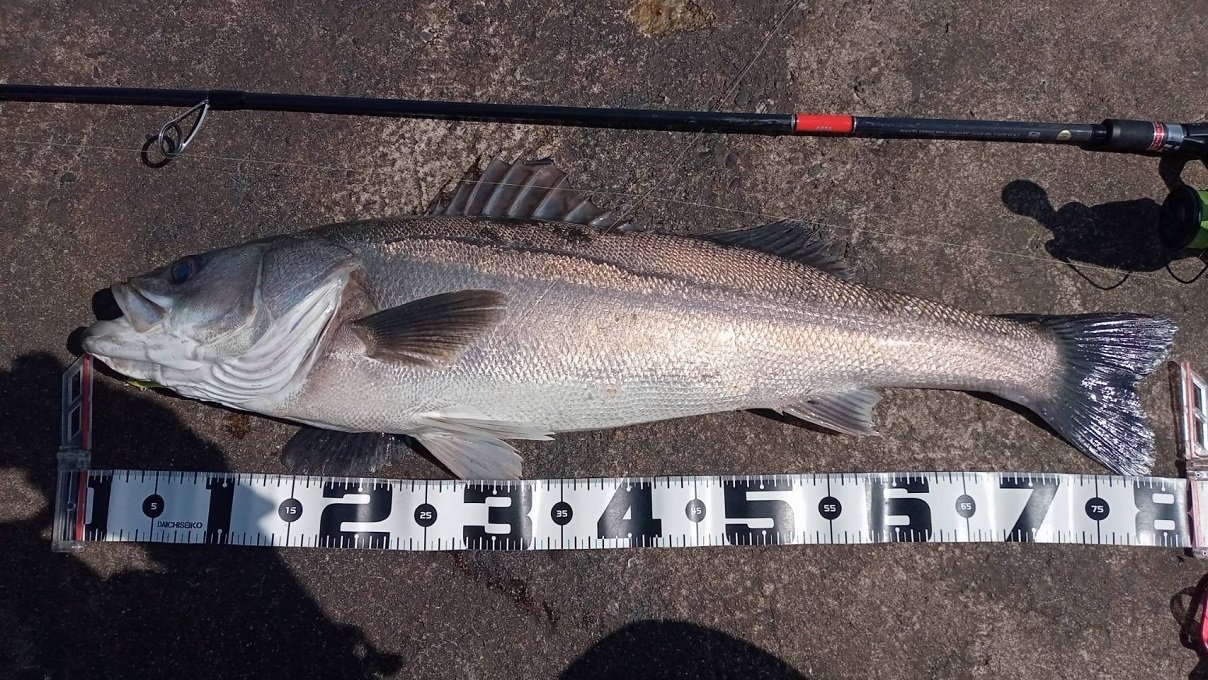 新潟赤道店の釣り情報｜つり具の上州屋 - あなたのフィッシング＆アウトドアライフをサポート