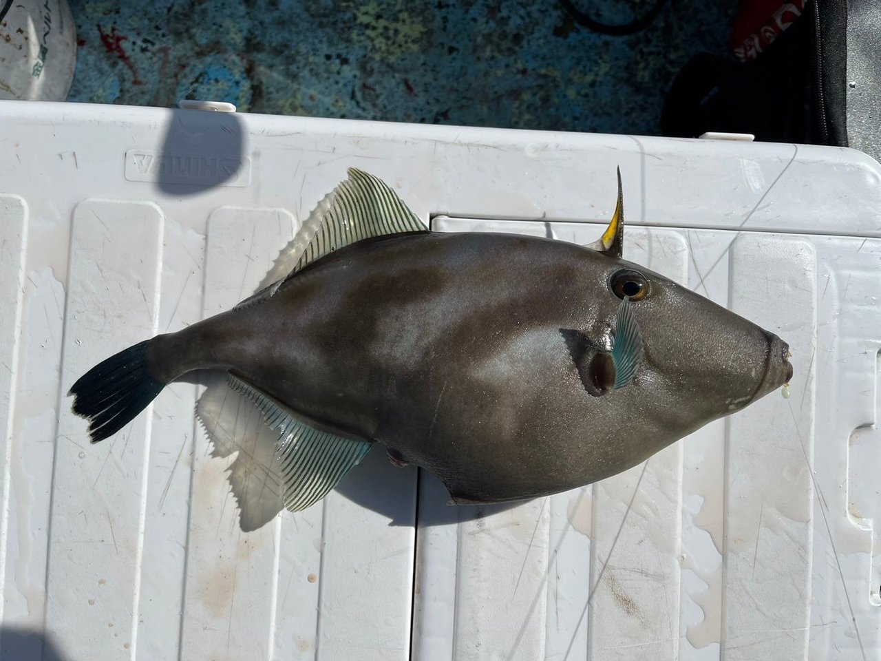 富山豊田店の釣り情報｜つり具の上州屋 - あなたのフィッシング