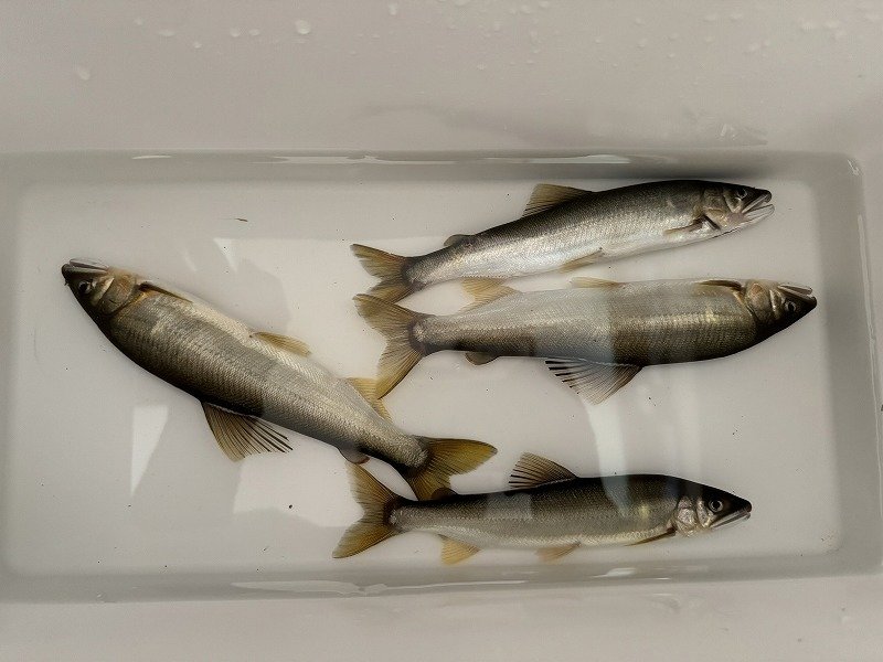 上州屋釣り情報｜つり具の上州屋 - あなたのフィッシング＆アウトドア