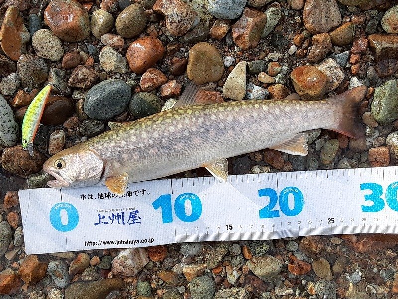 上州屋釣り情報｜つり具の上州屋 - あなたのフィッシング＆アウトドア