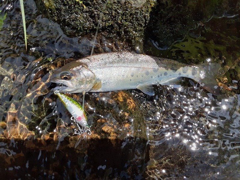 東根店の釣り情報｜つり具の上州屋 - あなたのフィッシング