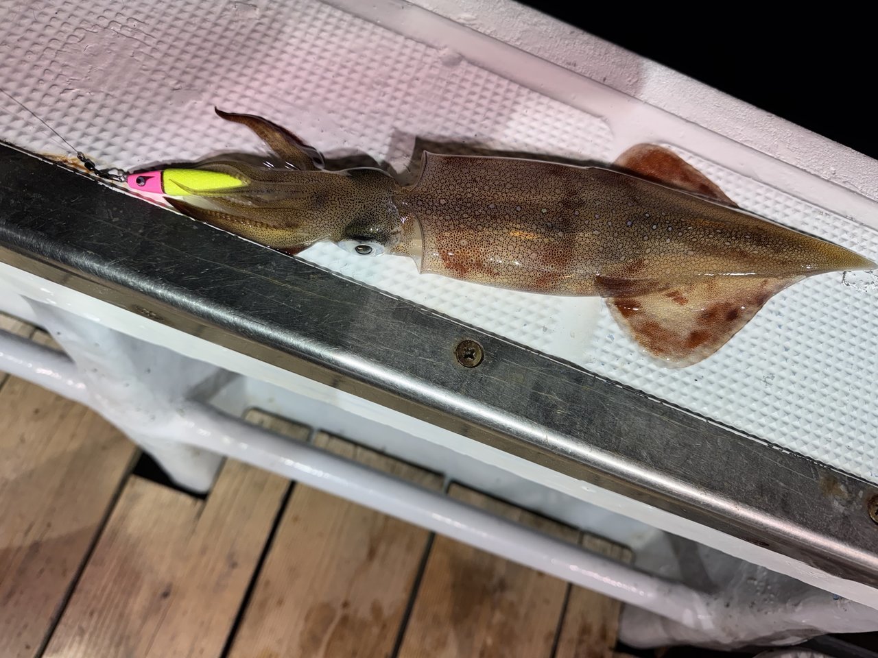 新盛岡店の釣り情報｜つり具の上州屋 - あなたのフィッシング