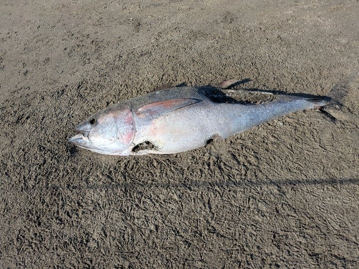 新仙台泉店の釣り情報｜つり具の上州屋 - あなたのフィッシング