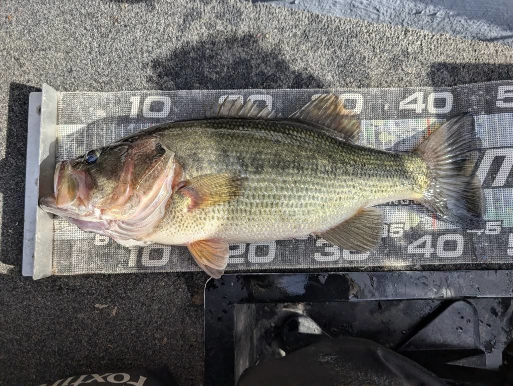 溝ノ口店の釣り情報｜つり具の上州屋 - あなたのフィッシング