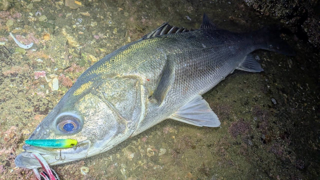 横須賀中央店の釣り情報｜つり具の上州屋 - あなたのフィッシング