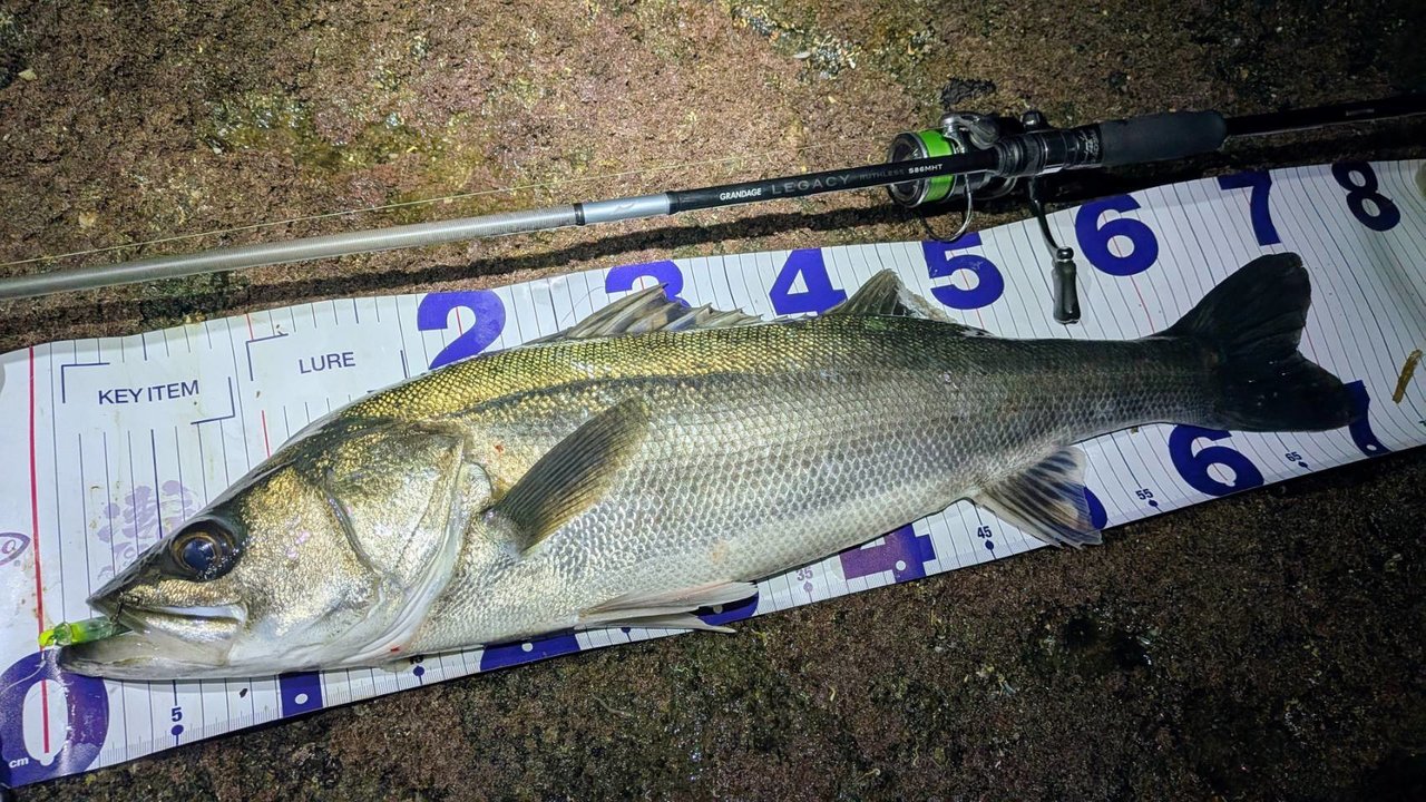 海釣り 横須賀中央店の釣り情報｜つり具の上州屋 - あなたのフィッシング