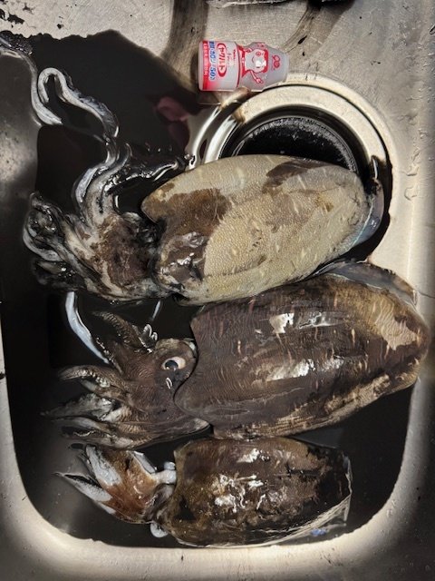 新宿店の釣り情報｜つり具の上州屋 - あなたのフィッシング