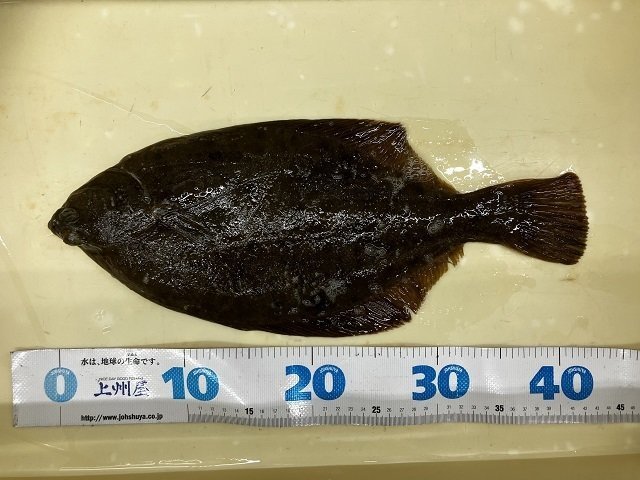 横須賀中央店の釣り情報｜つり具の上州屋 - あなたのフィッシング