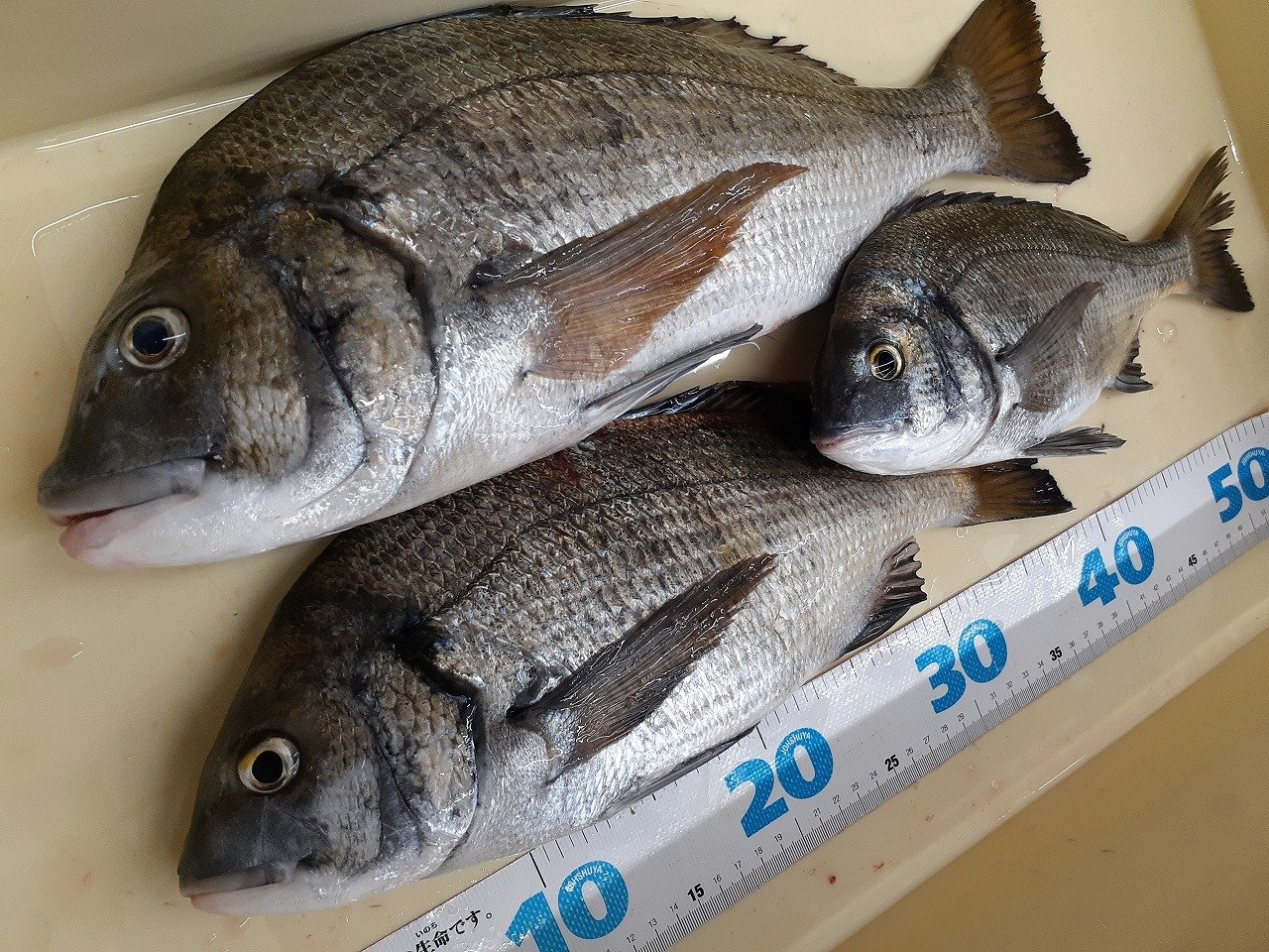 横須賀中央店の釣り情報｜つり具の上州屋 - あなたのフィッシング