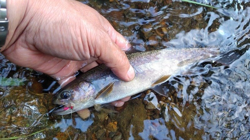 【中古】 食いしん坊四季の釣り 関東編/スコラ/盛川宏 佐久店の釣り情報｜つり具の上州屋 - あなたのフィッシング