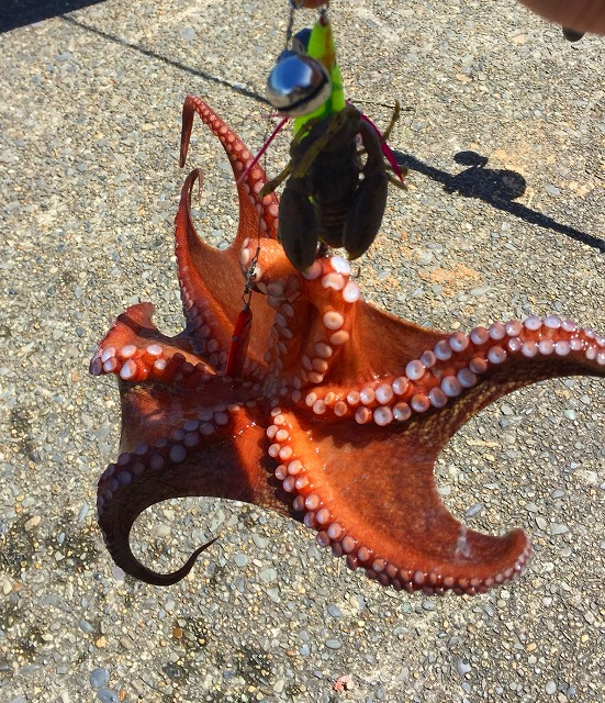 タコ 最大で9mを超える巨ダコ！？…春のみちのくエイリアンの名は？ 画像