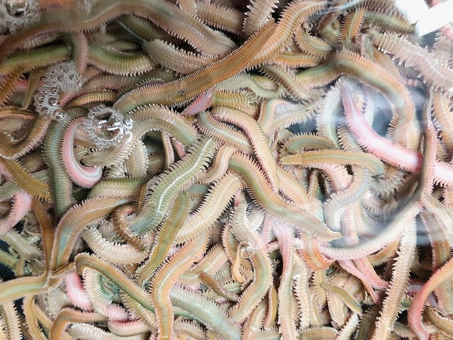 つり具の上州屋 - あなたのフィッシング＆アウトドアライフをサポート