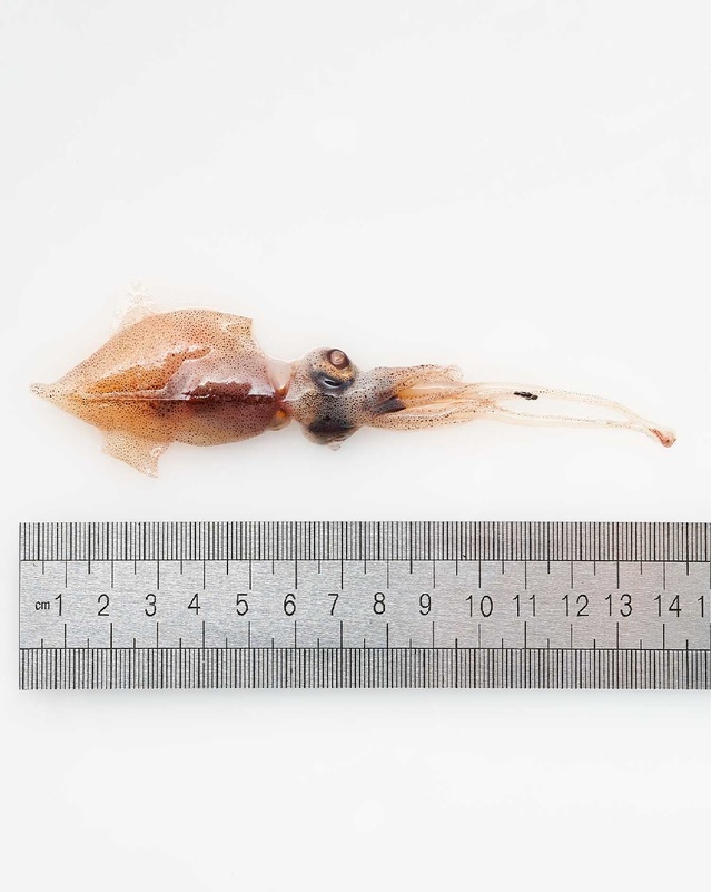 銚子エリアではオキアミの他、ホタルイカも有効エサ!!