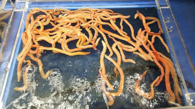 【青イソメ】 青イソメ アオイソメ 300g 細め【生き餌】輸入・養殖【ノークレーム